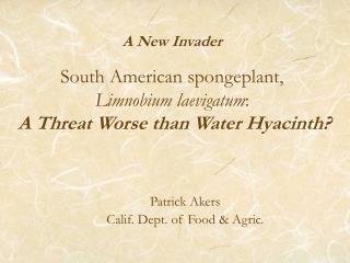 A New Invader South American spongeplant, Limnobium laevigatum : A Threat Worse than Water Hyacinth?