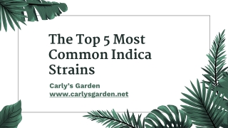 Shop Indica Strain Cannabis In Canada - Carly's Garden