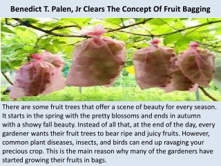 Benedict T. Palen, Jr Clears The Concept Of Fruit Bagging