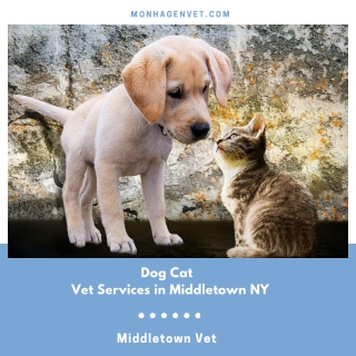 Dog Cat Vet Services in Middletown NY