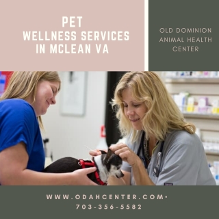 Pet Wellness Services in McLean VA