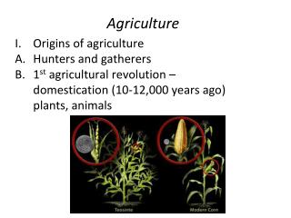 Origins of agriculture Hunters and gatherers 1 st agricultural revolution – 	domestication (10-12,000 years ago) 	plan