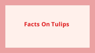 Facts On Tulips