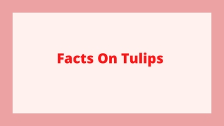 Facts On Tulips