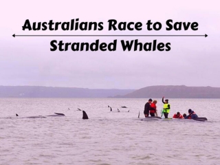 Australians race to save stranded whales