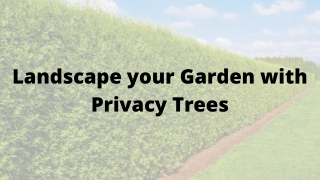 Landscape your Garden with Privacy Trees