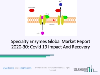 Specialty Enzymes Market Global Methodology, Research Findings, Size And Forecast To 2030