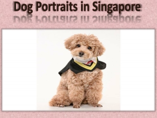 Dog Portraits in Singapore