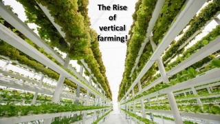 The Rise of vertical farming!