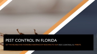 Pest Control in Florida