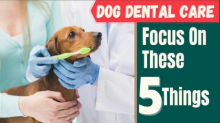 Dog Dental Care : Should focus on these 5 things 2020 ! Dog Health Tips