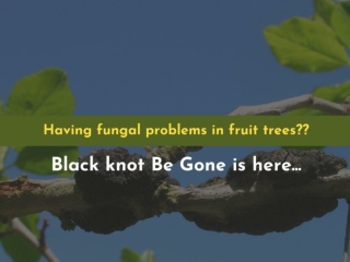 Fruit Tree Fungus Treatment-Contact Black Knot Be Gone