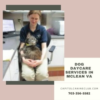 Dog Daycare Services in McLean VA