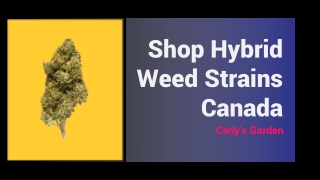 Shop Hybrid Weed Strains Canada- Carly's Garden