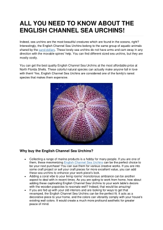 All you Need to Know About the English Channel Sea Urchins!