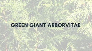 Green Giant Arborvitae: All You Need to Know