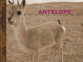 ANTELOPE