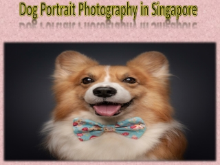 Dog Portrait Photography in Singapore