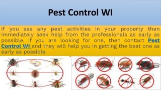 Pest Control CO Offer Permanent Removal of Pests