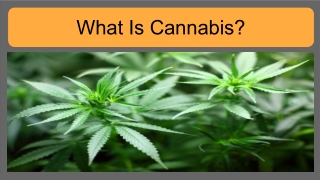 What is Cannabis?