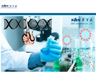 Bst DNA polymerase