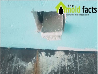 Mold Remediation - Mold Removal