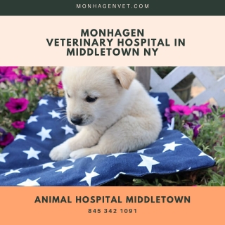 Monhagen Veterinary Hospital in Middletown NY