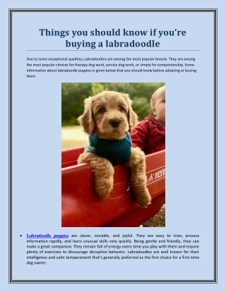 Things you should know if you’re buying a labradoodle