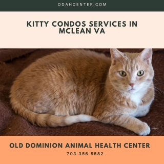 Kitty Condos Services in McLean VA