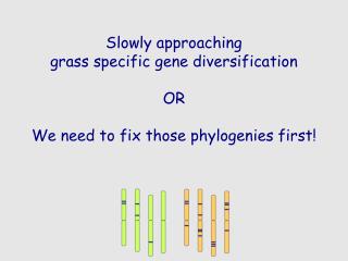 Slowly approaching grass specific gene diversification OR We need to fix those phylogenies first!