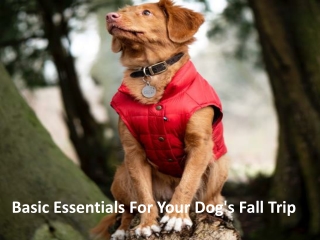 Basic Essentials For Your Dog's Fall Trip