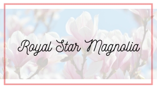Royal Star Magnolia: Clear Overview