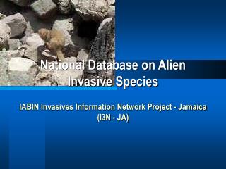 National Database on Alien Invasive Species IABIN Invasives Information Network Project - Jamaica (I3N - JA)