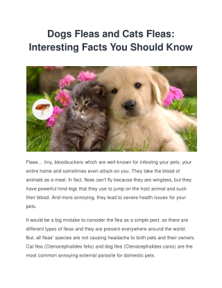 Dogs Fleas and Cats Fleas: Interesting Facts You Should Know