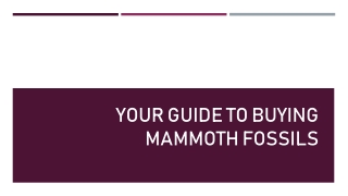 Your Guide To Buying Mammoth Fossils