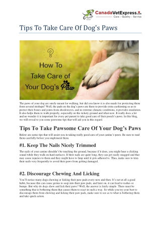 Tips To Take Care Of Dog's Paws- CanadaVetExpress