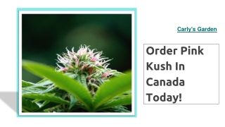 Order Pink Kush In Canada Today- Carly's Garden