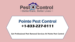 Pointe Pest Control Makes Your Place Pest-Free