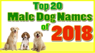 Top 20 popular Male Dog Names With Meanings! Boy Dog Names