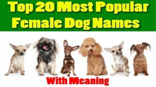 Top 10 Most Popular Female Dog Names with Meaning 2018