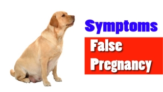 How to Identify If Your Dog Is Having a False Pregnancy