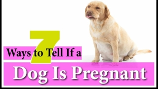 7 Ways to Tell If a Dog Is Pregnant 2018! Week By Week Calendar