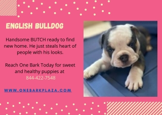 Buy English Bulldog - One Bark Plaza