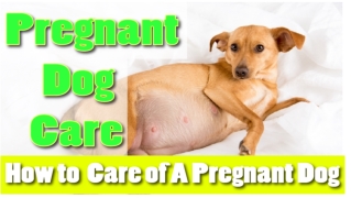 Pregnant Dog Care: How to Take Care for Your Pregnant Puppies