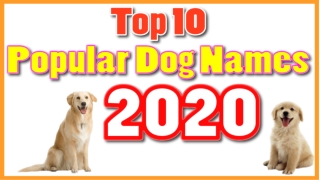 Top 10 most popular dog names 2020 with meaning