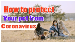 How to protect your pet from coronavirus 2020