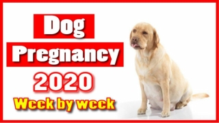 Dog pregnancy week by week with images and symptoms