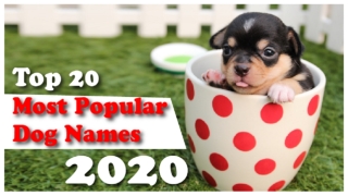 Top 20 Most Popular Male And Female Dog Names 2020 [with meaning]