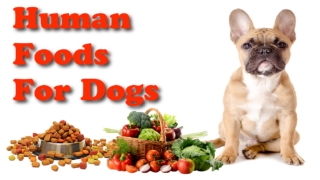 Top 10 Healthiest Human Foods You Can Share With Your Dog 2020