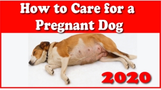 How to Care for Your Pregnant Dog 2020